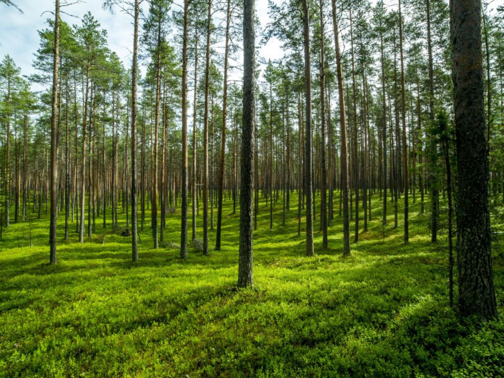 A peaceful forest in Finland, perfect for forest bathing and relaxation.